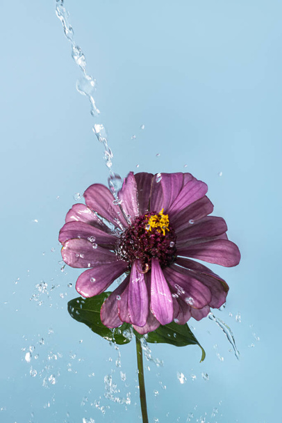 Μωβ λουλούδι Zinnia με σταγόνες νερού. Εμπρόσθια όψη σε γαλάζιο φόντο. - Φωτογραφία, εικόνα
