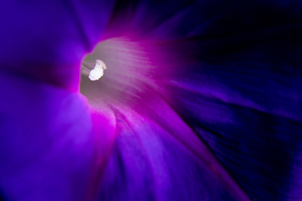 пляжний місяць квітка фіолетовий макро фото, фіолетова квітка
 - Фото, зображення
