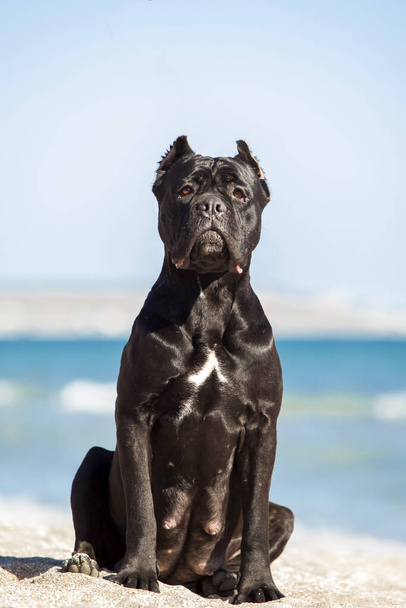 イタリアの杖コルソ犬屋外 - 写真・画像