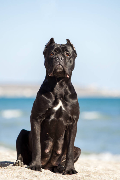 Ιταλική Cane Corso σκύλος σε εξωτερικούς χώρους - Φωτογραφία, εικόνα
