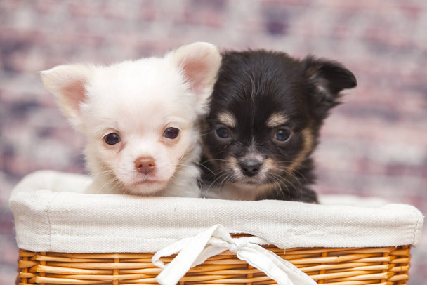 cuccioli di chihuahua in cesto di vimini - Foto, immagini