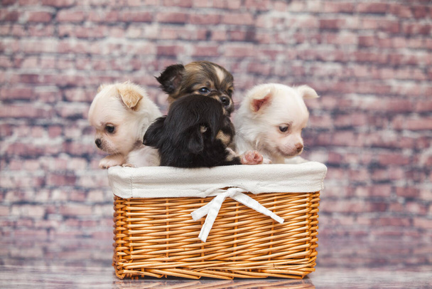 chihuahua cachorros en canasta de mimbre - Foto, Imagen