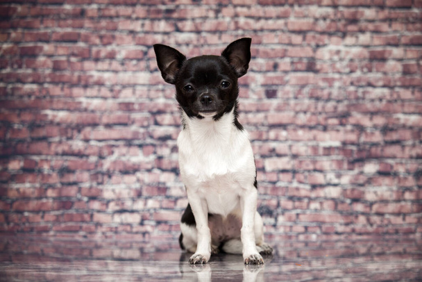 Čistokrevný roztomilý čivava štěně pes - Fotografie, Obrázek