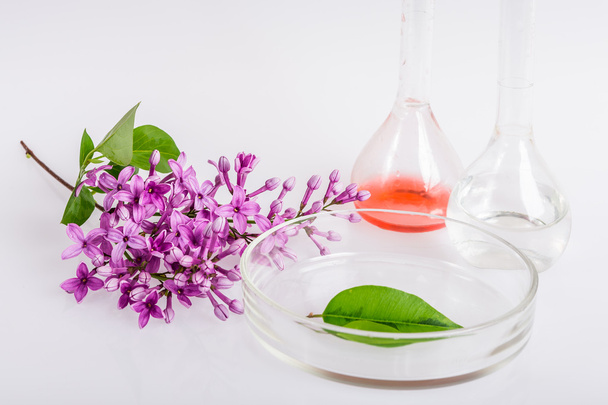 Extracción de ingredientes naturales inperfumería. Tubos de laboratorio y placas Petri
. - Foto, Imagen