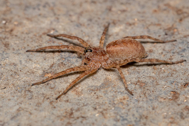 Dospělý vlčí pavouk z čeledi Lycosidae - Fotografie, Obrázek