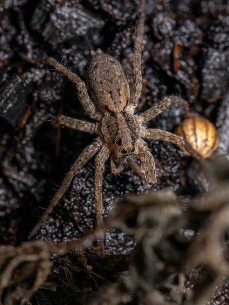 Dospělý vlčí pavouk z čeledi Lycosidae - Fotografie, Obrázek