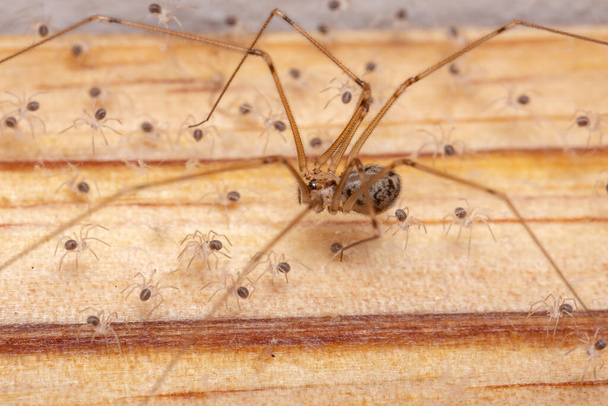 adult female Short-bodied Cellar Spider of the species Physocyclus globosus protecting chicks - Photo, Image