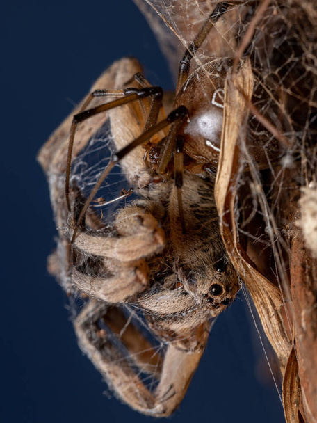 Lobo adulto Araña de la familia Lycosidae presa de una araña viuda marrón de la especie Latrodectus geometricus - Foto, Imagen