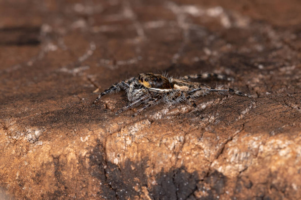 Kis szürke fali ugrás Pók a faj Menemerus bivittatus - Fotó, kép