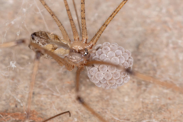 Adult Female Cellar Spider of the Family Pholcidae protecting eggs - Photo, Image