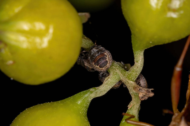 Scutelleridae ailesinden Jewel Bug Nymph - Fotoğraf, Görsel