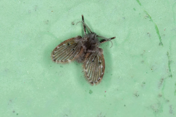 Adult Bathroom Moth Midge of the species Clogmia albipunctata - Photo, Image