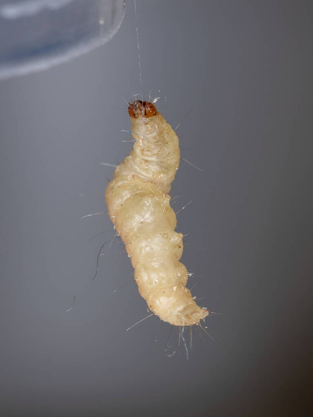 Pequeña larva de mariposa de la Orden Lepidoptera - Foto, Imagen