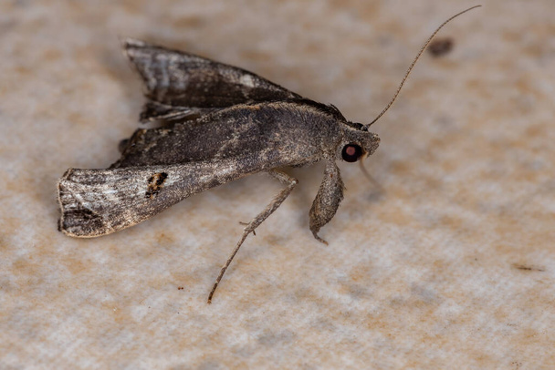 Vrh dospělých Moth z rodu Palthis - Fotografie, Obrázek