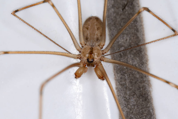 Adult Male Short-bodied Cellar Spider of the species Physocyclus globosus - Photo, Image
