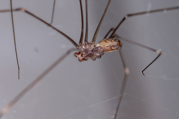 Adult Male Pale Daddy Longlegs Spider of the species Smeringopus pallidus - Photo, Image