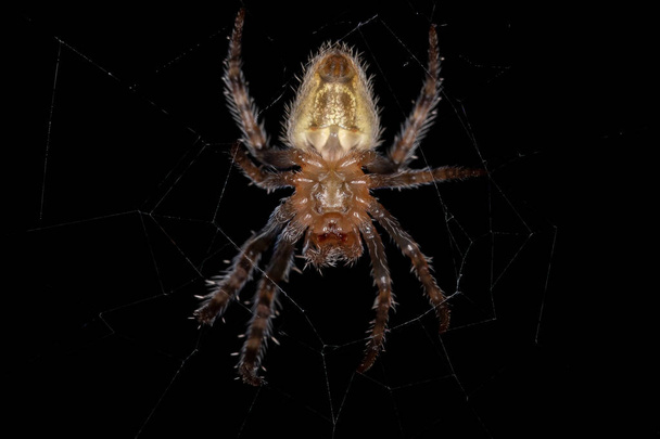 Small Typical Orbweaver of the species Eriophora edax - Photo, Image