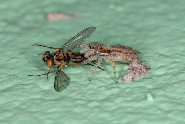Small Gray Wall Jumping Spider of the species Menemerus bivittatus preying on a Adult Long-legged Fly of the Family Dolichopodidae - Photo, Image
