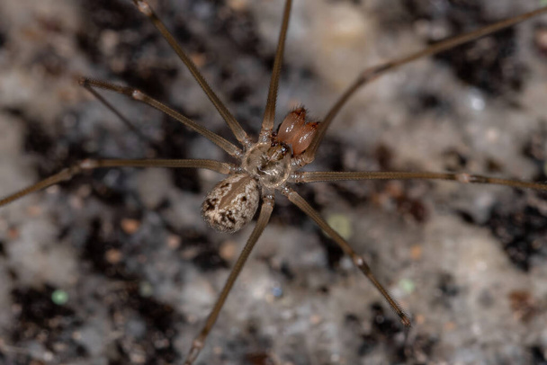 Θηλυκό αρσενικό Αράχνη με κοντό σώμα του είδους Physocyclus globosus - Φωτογραφία, εικόνα