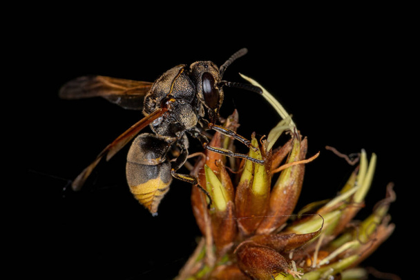 Dospělý Potter Wasp z podčeledi Eumeninae - Fotografie, Obrázek
