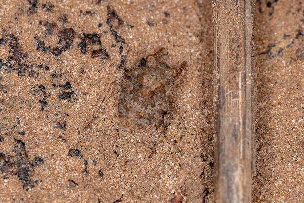 Gelastocoris cinsinden Yetişkin Kurbağa Böceği yerde kamufle oldu - Fotoğraf, Görsel