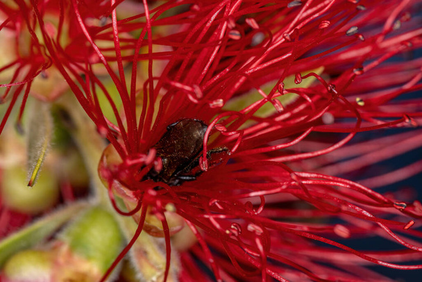 Dorosła samica Bezwzględna Pszczoła z rodzaju Trigona zapylająca kwiaty szczotki do butelek - Zdjęcie, obraz