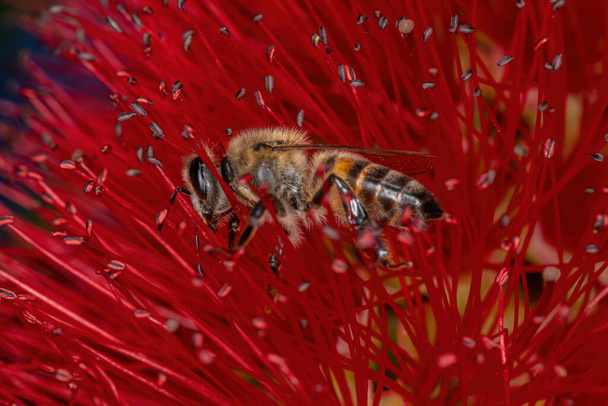Adult Western Honey Bee of the species Apis mellifera pollinating bottle brush flowers - Photo, Image