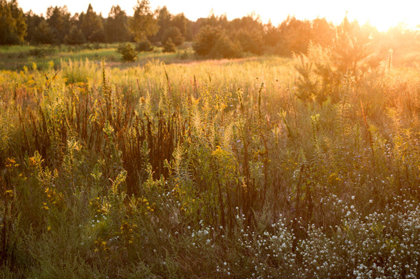wild meadow different flowers and herbs on the background of sunset sunlight. Summer natural beautiful background. - Foto, Imagen