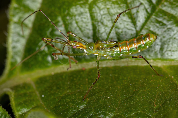 Assassin Bug Nymphe der Gattung Zelus - Foto, Bild