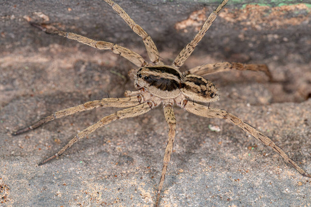 Adult Wolf Spider of the Family Lycosidae - Photo, Image