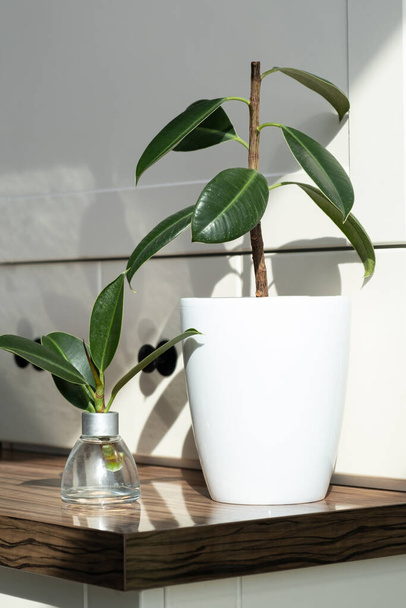 estacas ficus. Reprodução de plantas em vaso. Ficus elastica. - Foto, Imagem