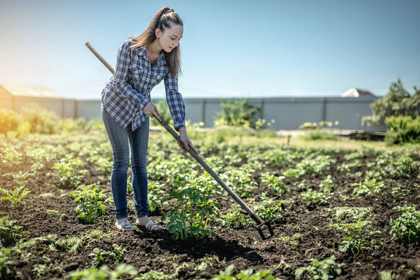 Jonge tuinvrouw wieden onkruid op een aardappelplantage met een schoffel. Concept van tuinieren, plantenverzorging, het telen van gezonde groenten. - Foto, afbeelding