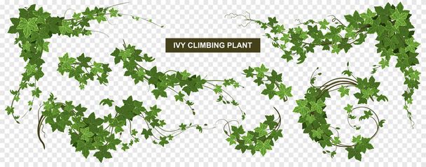 Ivy World Climbing Composition - Vector, imagen
