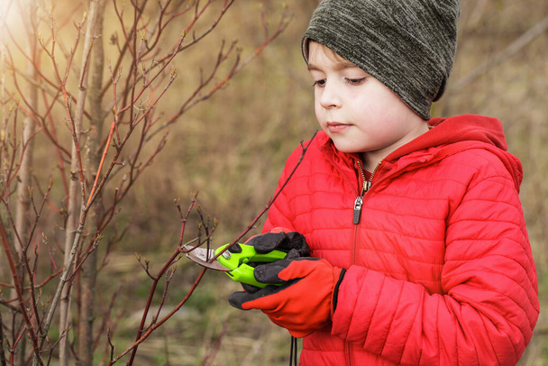 Child cuts Branches in Autumn garden. Little boy pruning branch with secateurs - Photo, Image