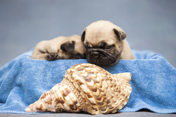 pug puppies lying on blue towel near sea shell - Photo, Image