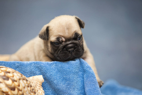 милый щенок на синем полотенце возле морской раковины - Фото, изображение