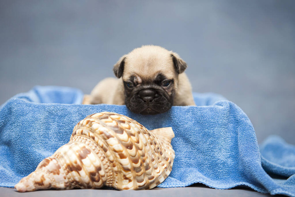 милый щенок на синем полотенце возле морской раковины - Фото, изображение