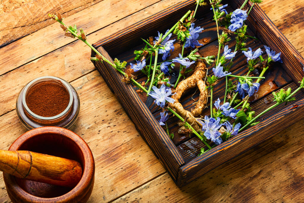 Cichoreiwortel en cichorei bloemen op rustieke houten achtergrond.Wilde plant in alternatieve geneeskunde.Cichorium intybus - Foto, afbeelding
