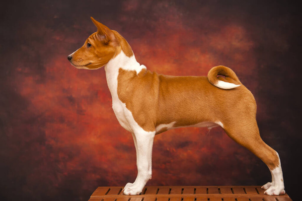 close up portrait of basenji breed dog - Фото, зображення