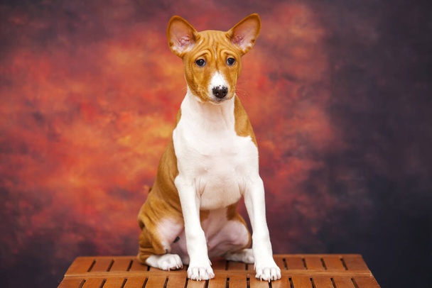 close up portrait of basenji breed dog - Photo, Image