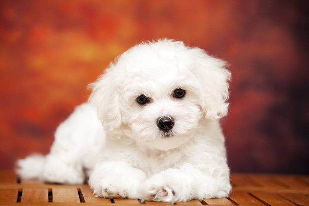 primer plano retrato de perro boloñés  - Foto, imagen