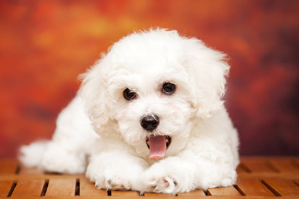 close up portrait of bolognese dog  - Foto, Imagem