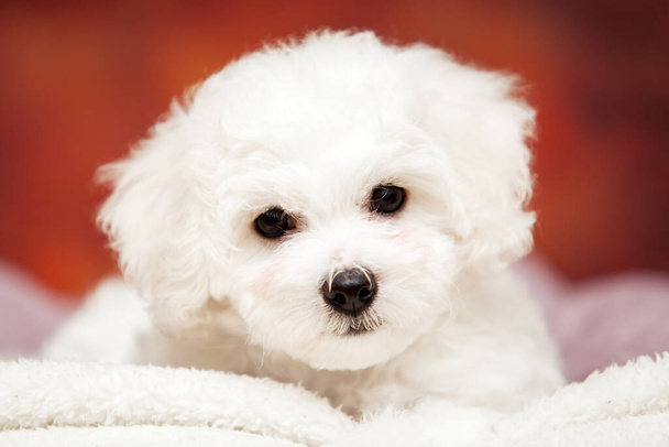 close up portrait of bolognese dog  - Photo, Image