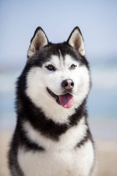 portré aranyos husky kutya - Fotó, kép