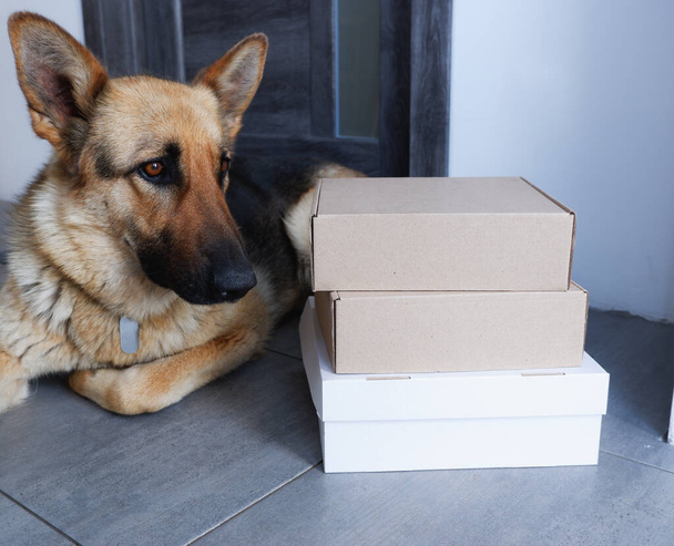 Доставка домой. Немецкая овчарка Собака охраняет курьерскую доставку картонных коробок у двери дома. - Фото, изображение