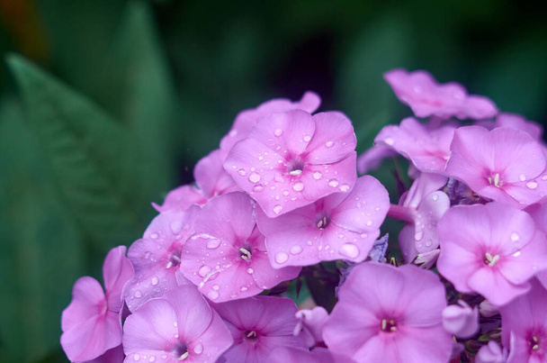 Branche florale de phlox violet le matin - Photo, image