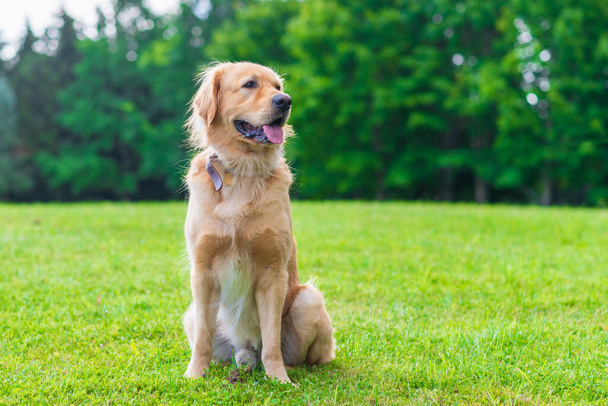 夏の夕日、美しい黄金の夏のフィールドパークで緑の芝生のフィールドで屋外で楽しむゴールデンレトリバー犬。森やフィールドでゴールデンレトリバー. - 写真・画像