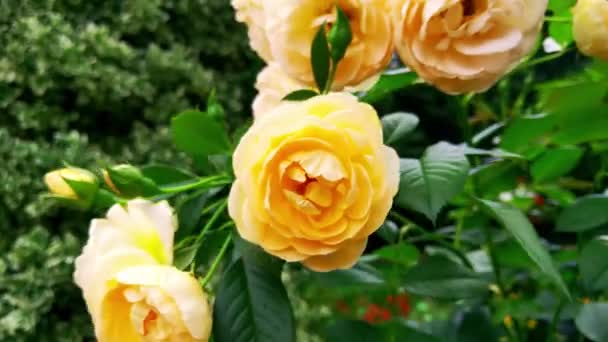 Цветущая оранжевая роза в саду на ветру - Кадры, видео