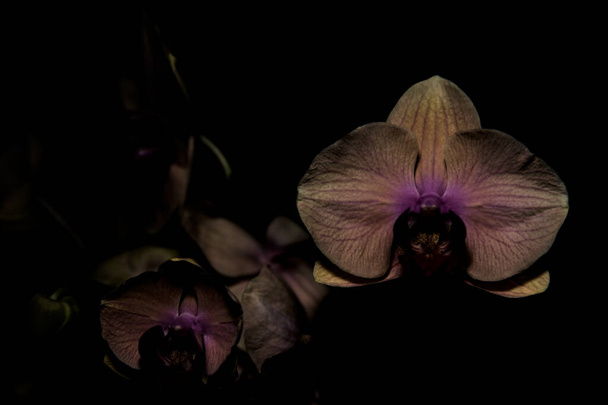 Orquídea de falaenopsis rosa e laranja em um fundo escuro - Foto, Imagem