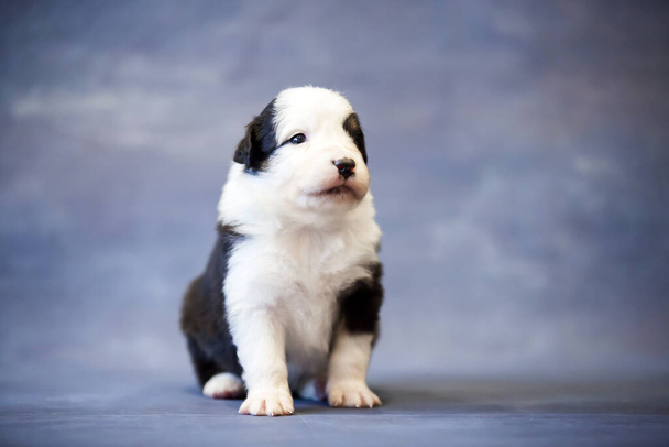 Pequeno cachorro pastor australiano bonito - Foto, Imagem